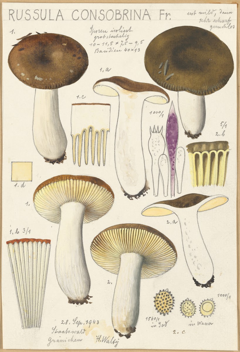 Russula consobrina 1915 1945