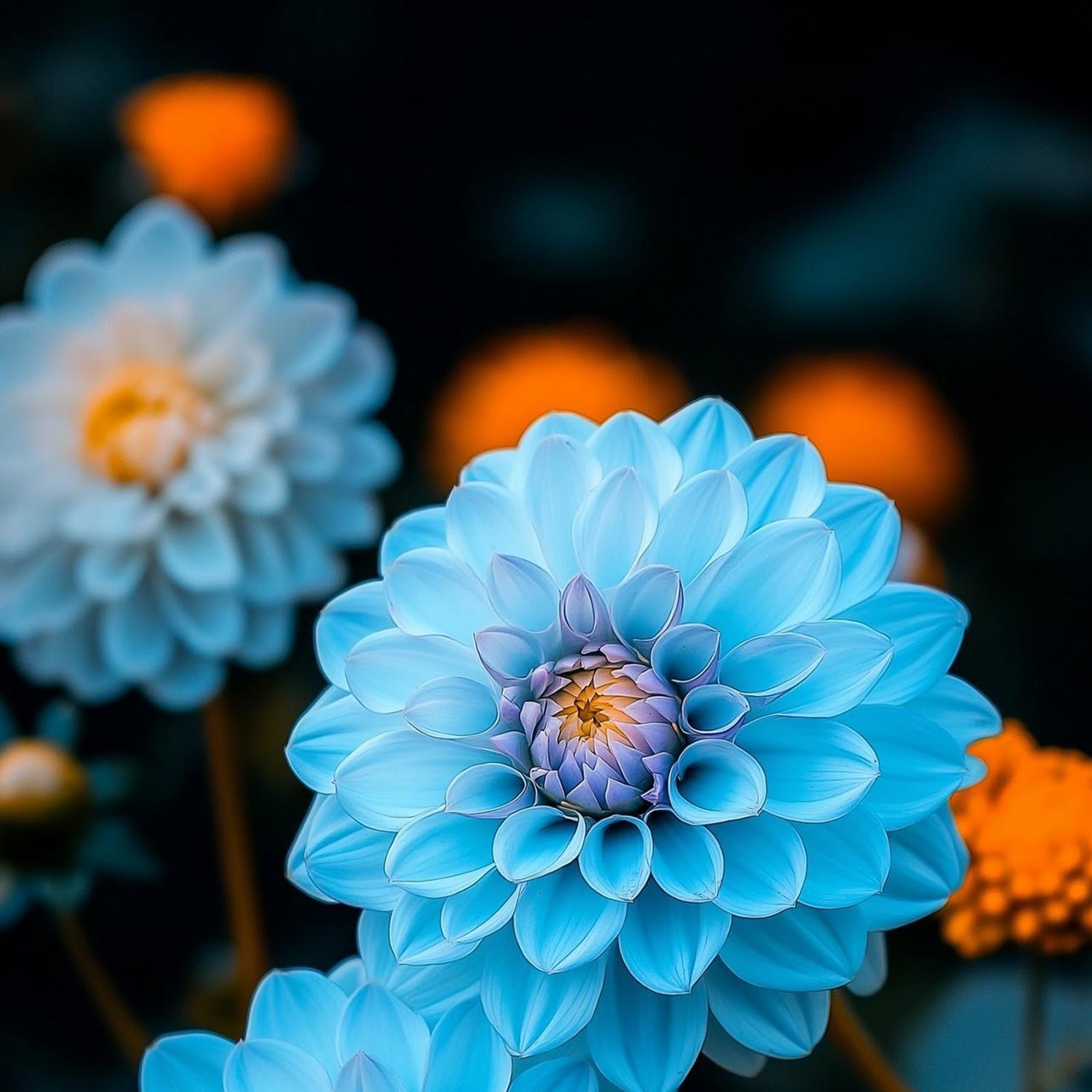 Download Vibrant Blue Dahlia Flowers Full HD iPhone