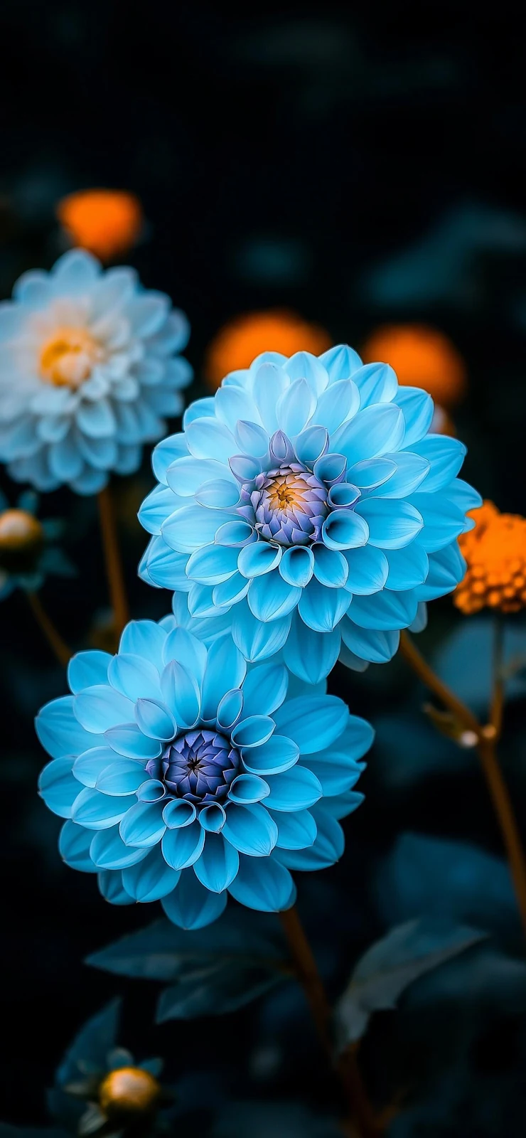 Vibrant Blue Dahlia Flowers - Macro Photography Full HD iPhone Wallpaper (1284x2778)