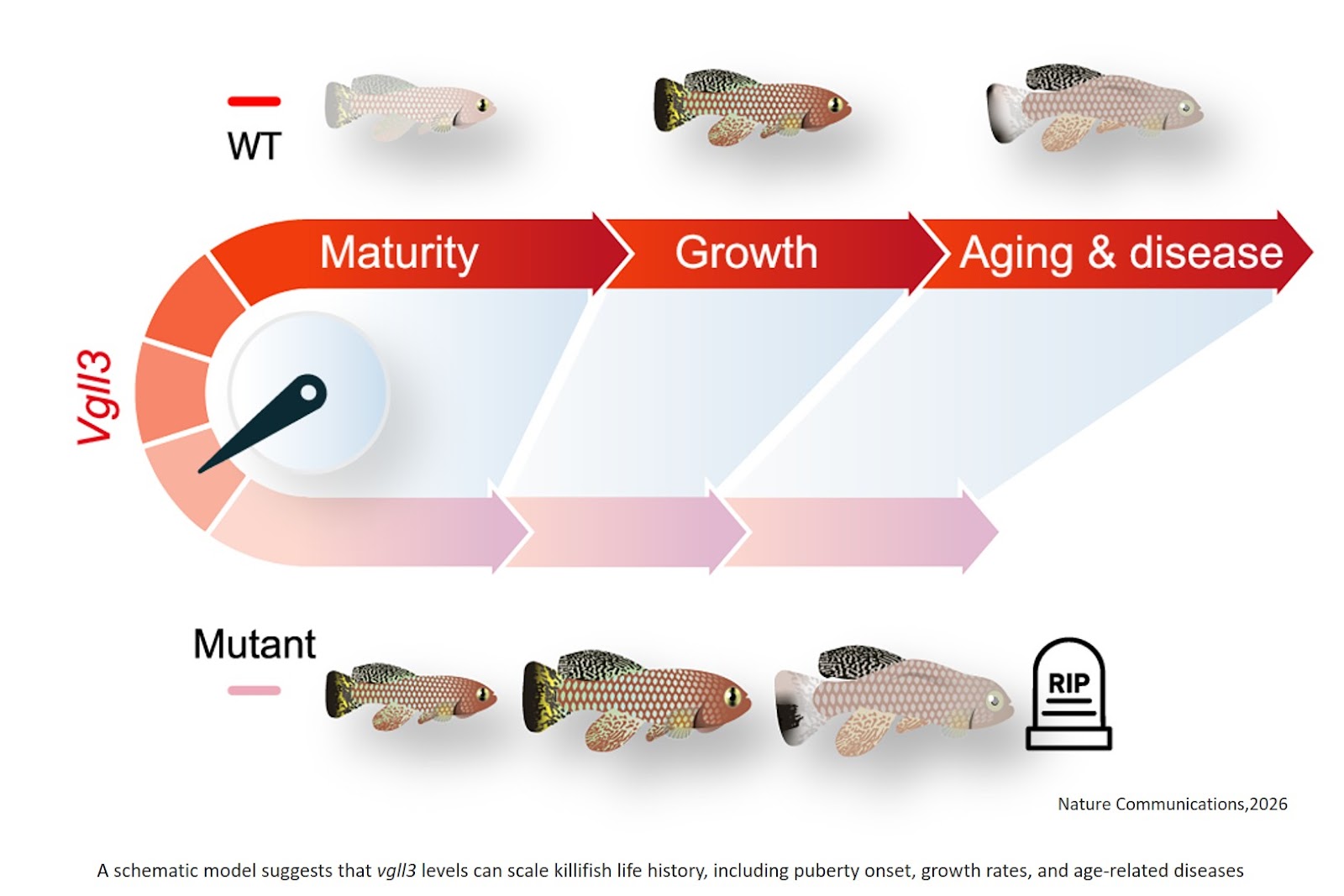 An antagonistically pleiotropic gene regulates vertebrate growth, maturity, and lifespan
