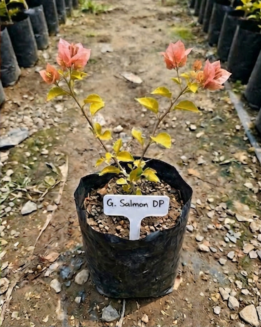 Imported Golden Salmon Double Petal Bougainvillea Plant — view 3