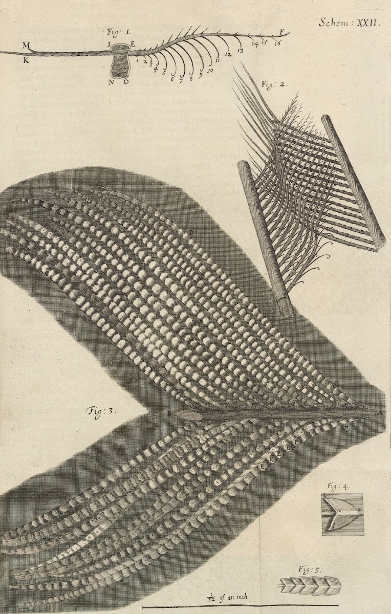 Microscopic view of assorted feathers 1665