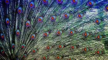 Peacock Wallpaper