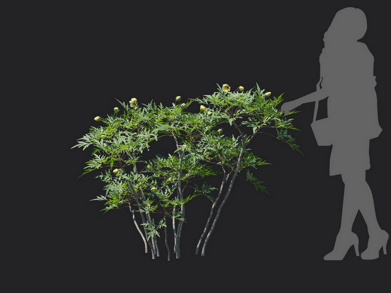 Maxtree - Plant Models Vol.129