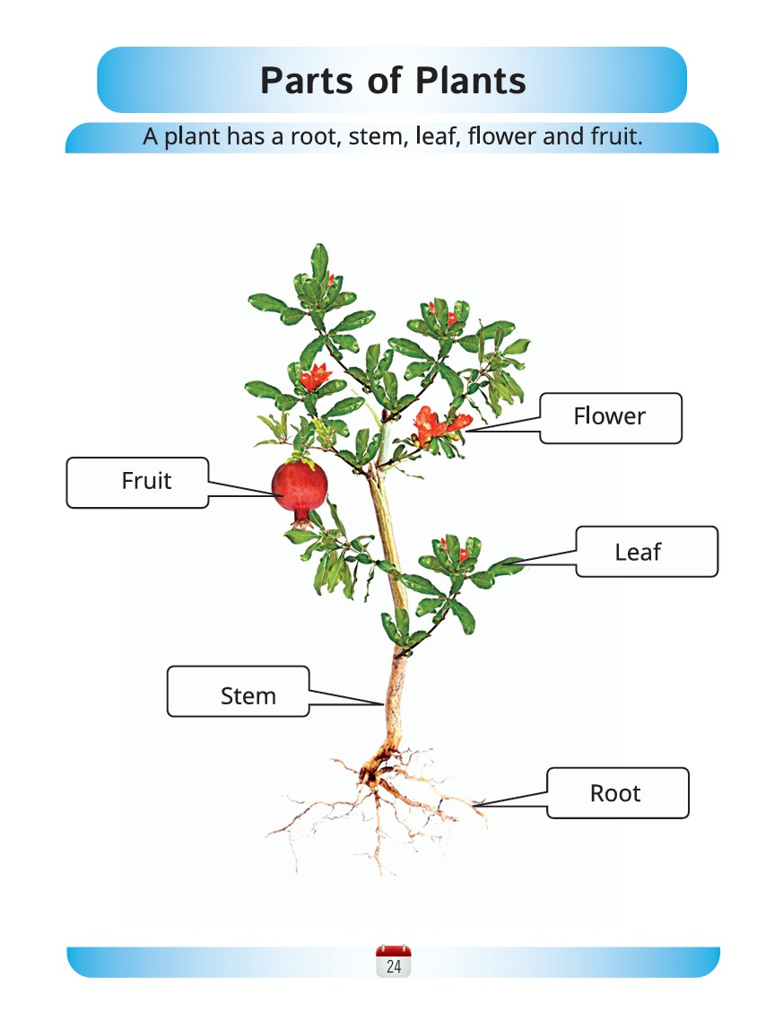 Science Book C - Activity Book