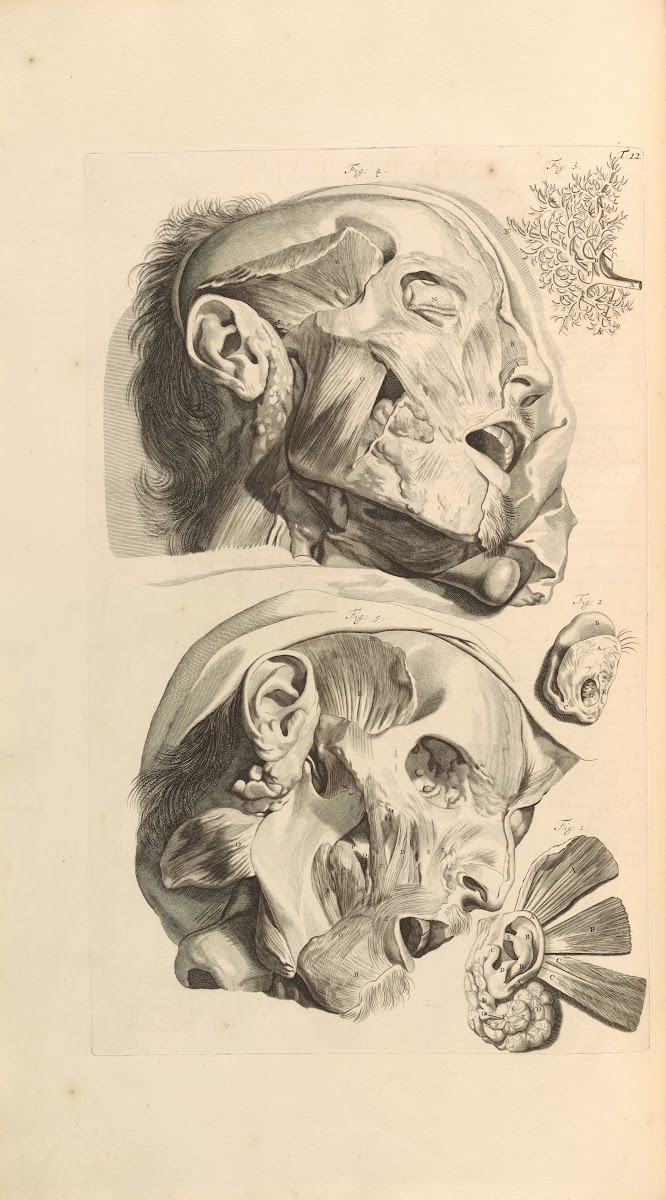Anatomia humani corporis Pl013 1685