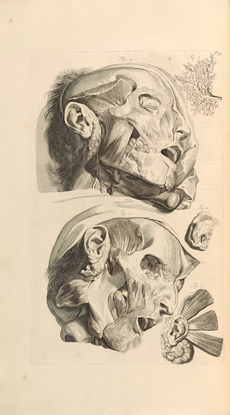 Anatomia humani corporis Pl013 1685