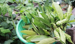 Trong khi chờ tai nguội thì chuẩn bị các phần khác: Lá sung, lá ổi, lá đinh lăng nhặt sạch, ngâm nước muối rồi vẩy ráo. Lá chanh cắt sợi chỉ.