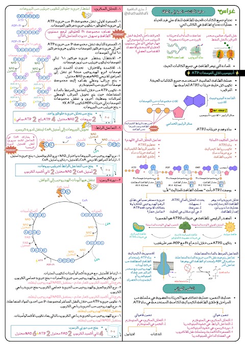 ملخصات غراس للوحدة السادسة التنفس والطاقة كاملة - أحياء الصف 12 الفصل 2