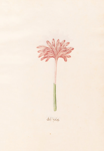 Gef Zeitloss 1692