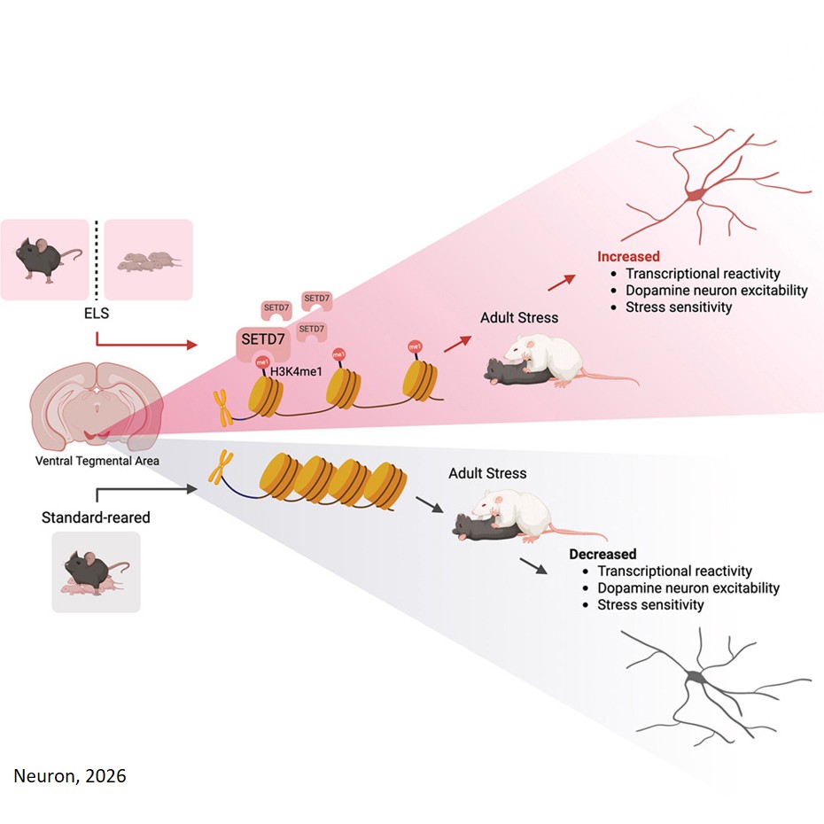 Early-life stress alters H3K4me1 in VTA to prime stress sensitivity
