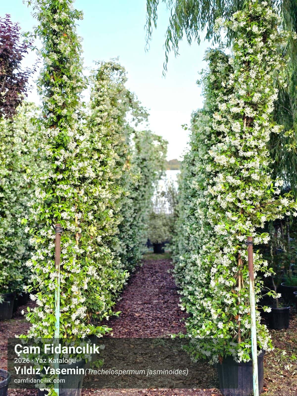 Yıldız Yasemin - Trachelospermum jasminoides Çam Fidancılık Yalova