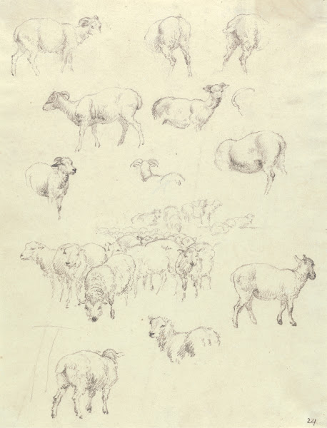 Flock of Sheep after 1794