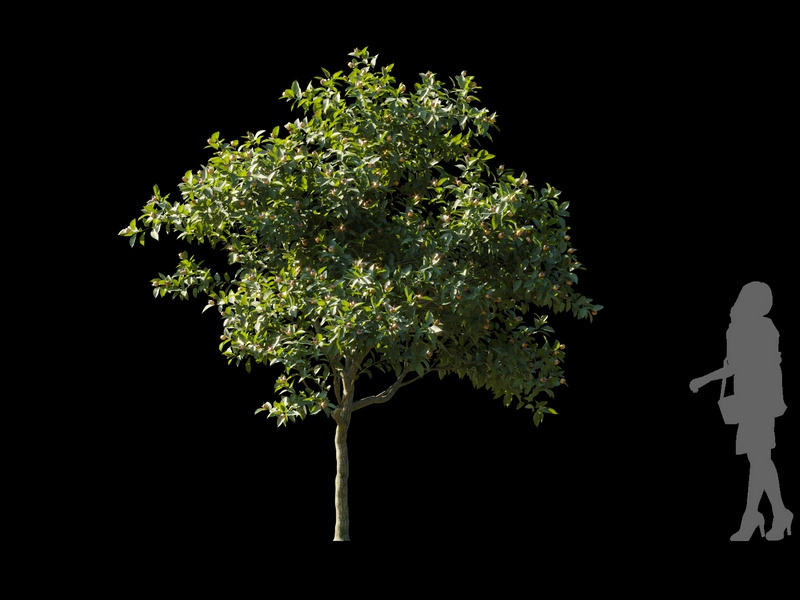 Maxtree - Plant Models Vol.120