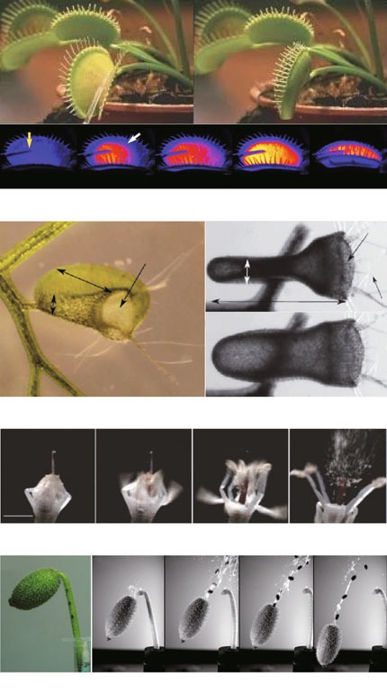 Design of plant-inspired shape-changing interfaces: a review