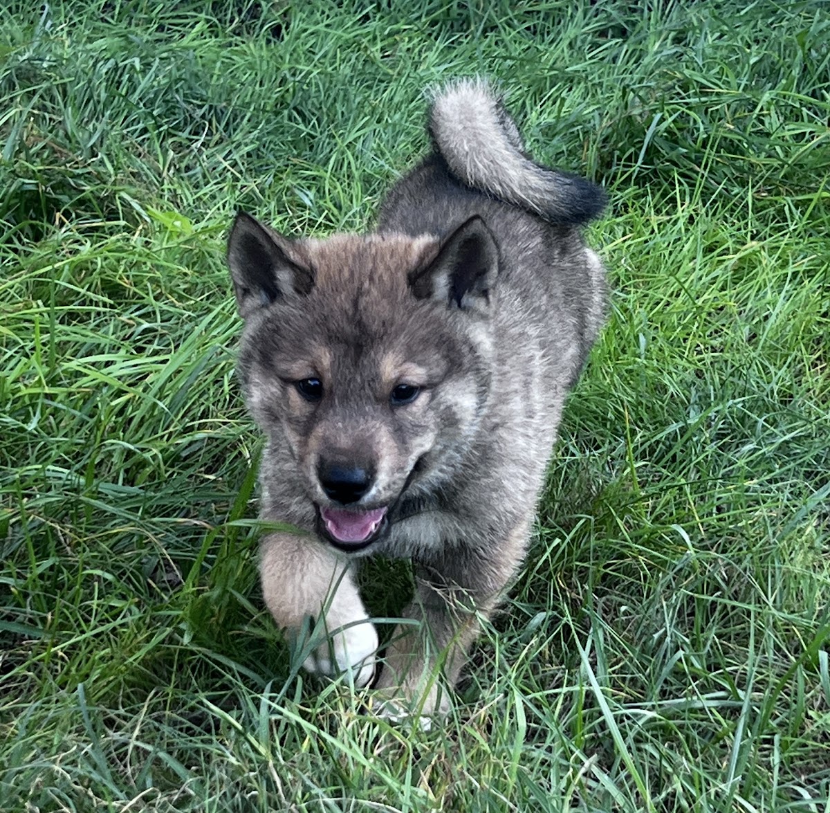 Shikoku puppy photo