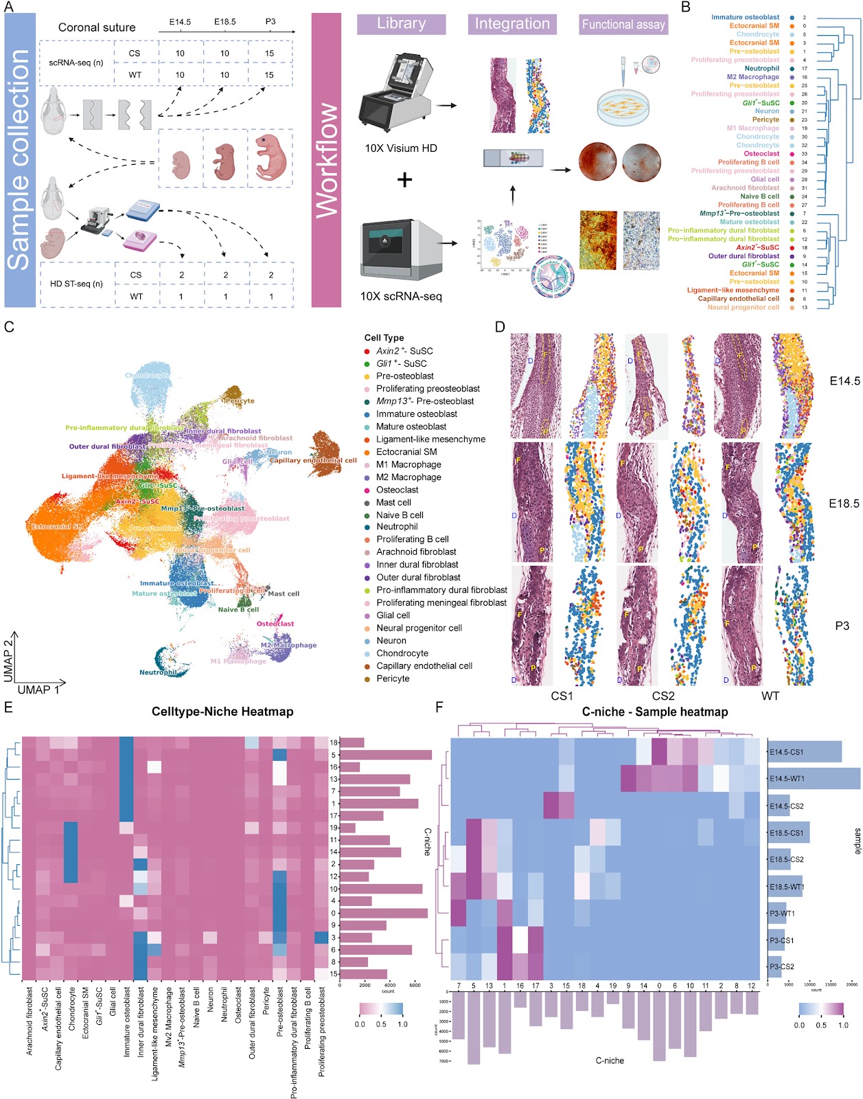 Spatiotemporal single-cell atlas of suture stem cell dynamics in craniosynostosis