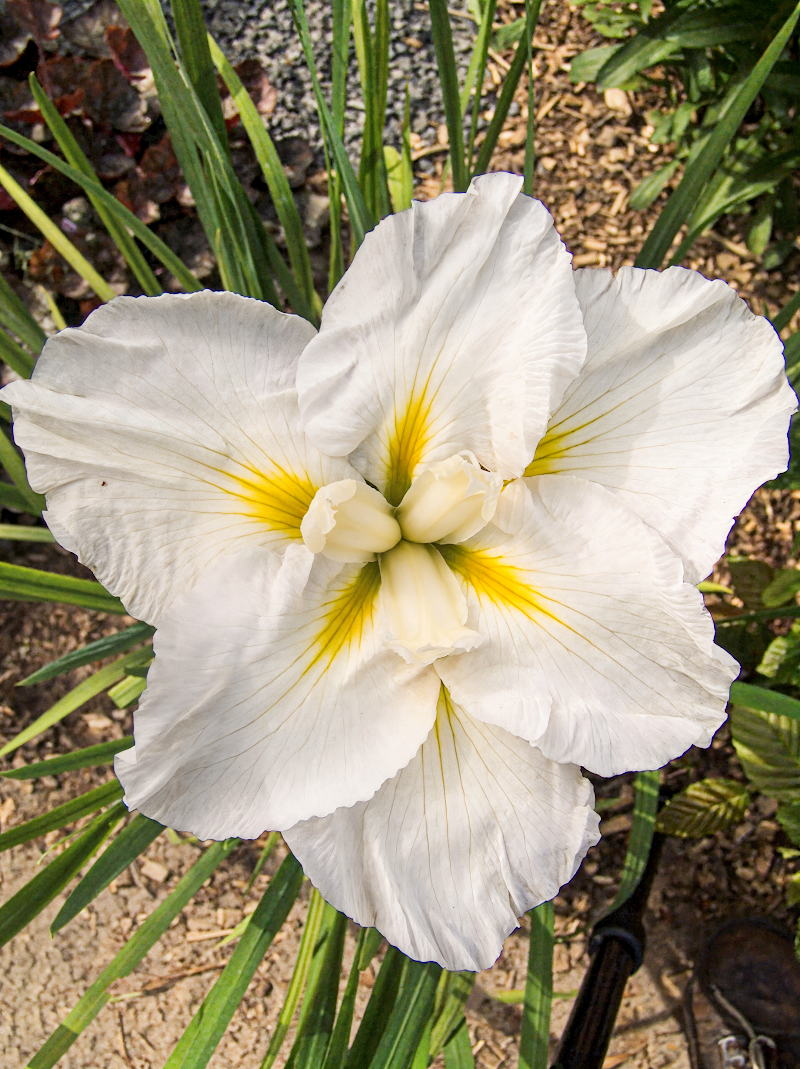 Iris ensata 'Gold Bound' con fiori giallo oro in un laghetto ornamentale