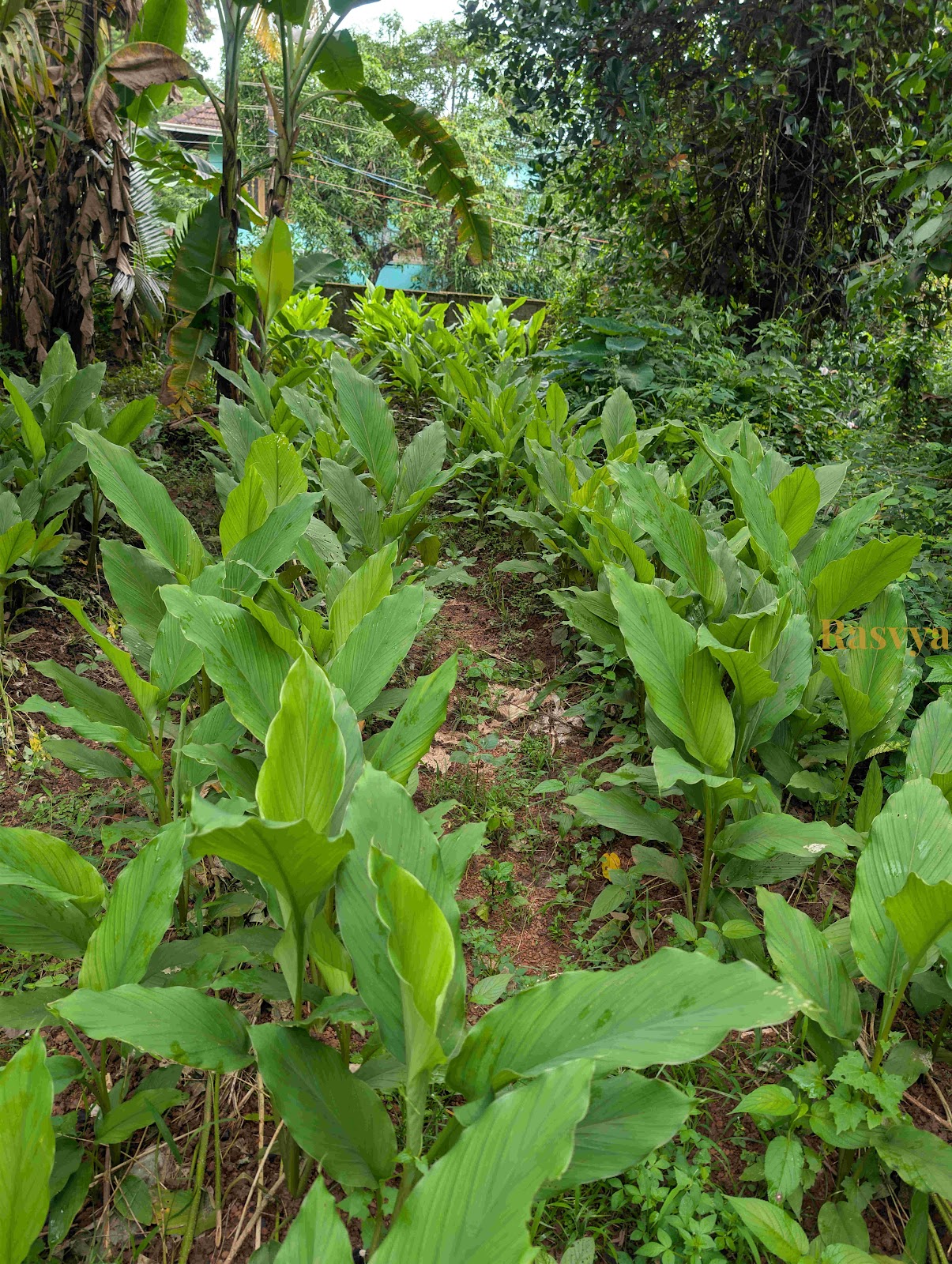 Turmeric growing in the farms of Rasvya