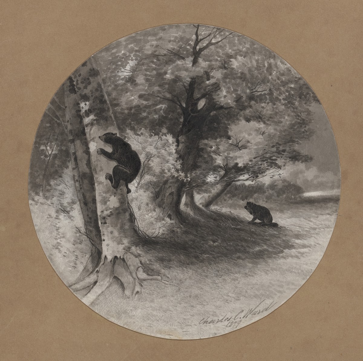 Bruin Beech nutting 1879
