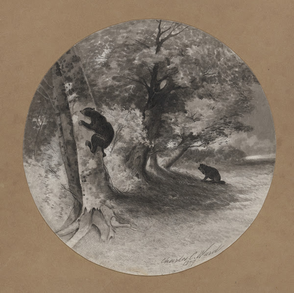 Bruin Beech nutting 1879
