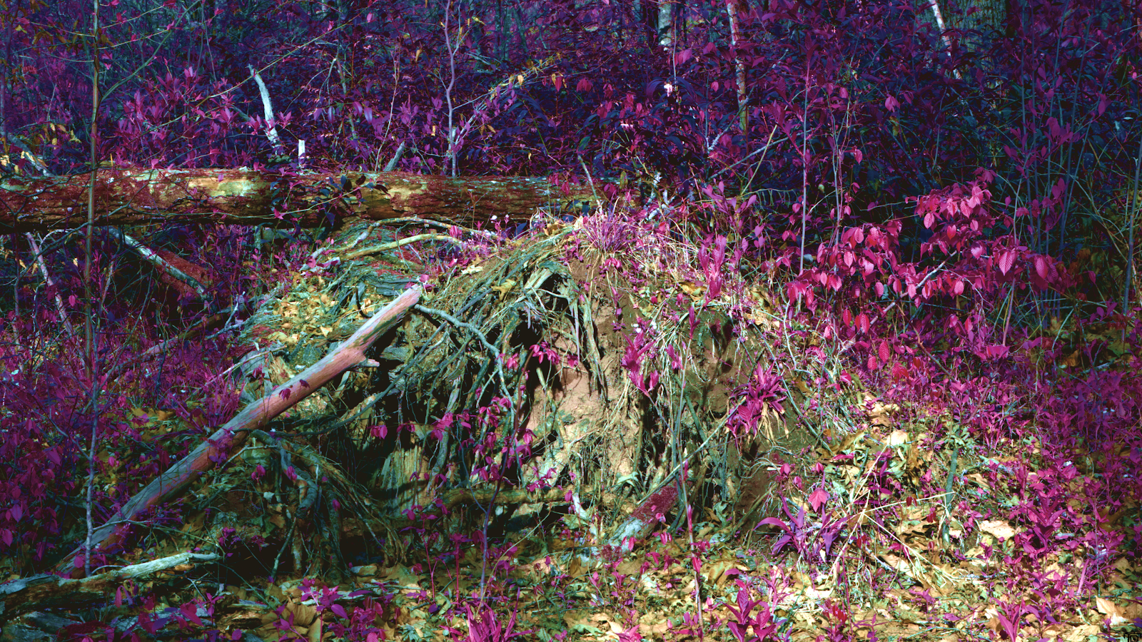 Fallen Tree in Purple Forest - Infrared Photography 4K Wallpaper (3840x2160)