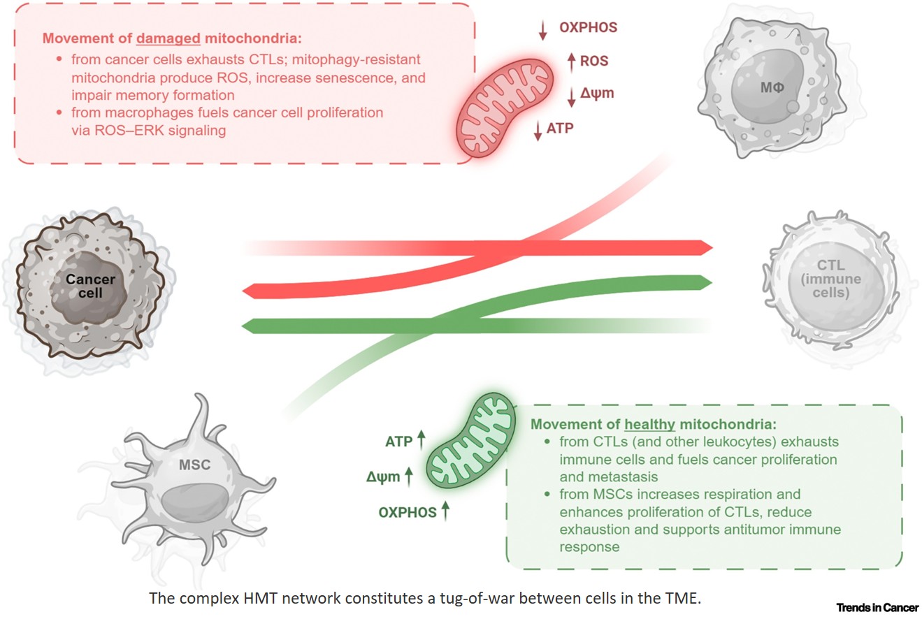 Tug-of-war between cancer and immune cells for mitochondria