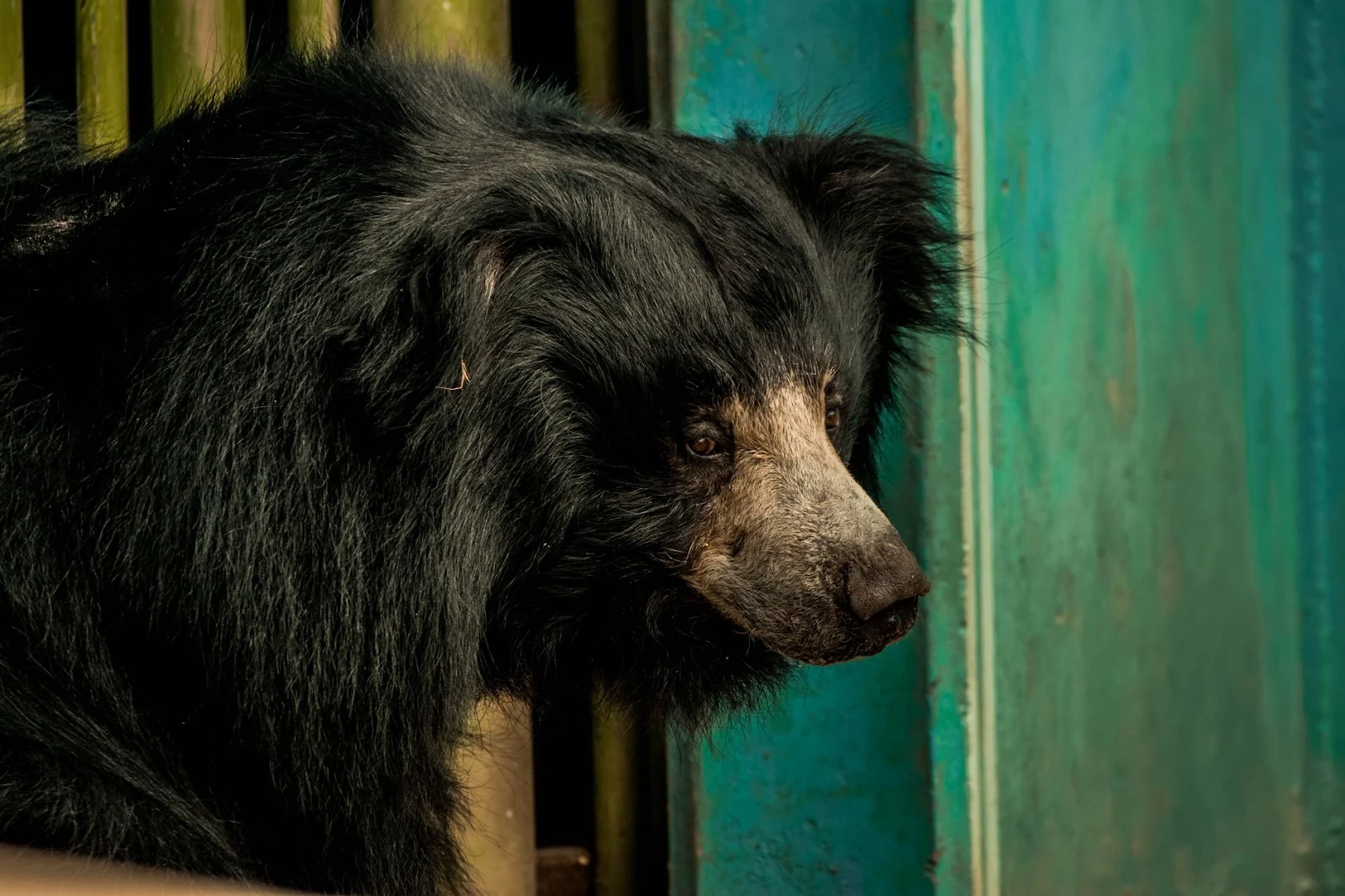 Daroji Sloth Bear Sanctuary