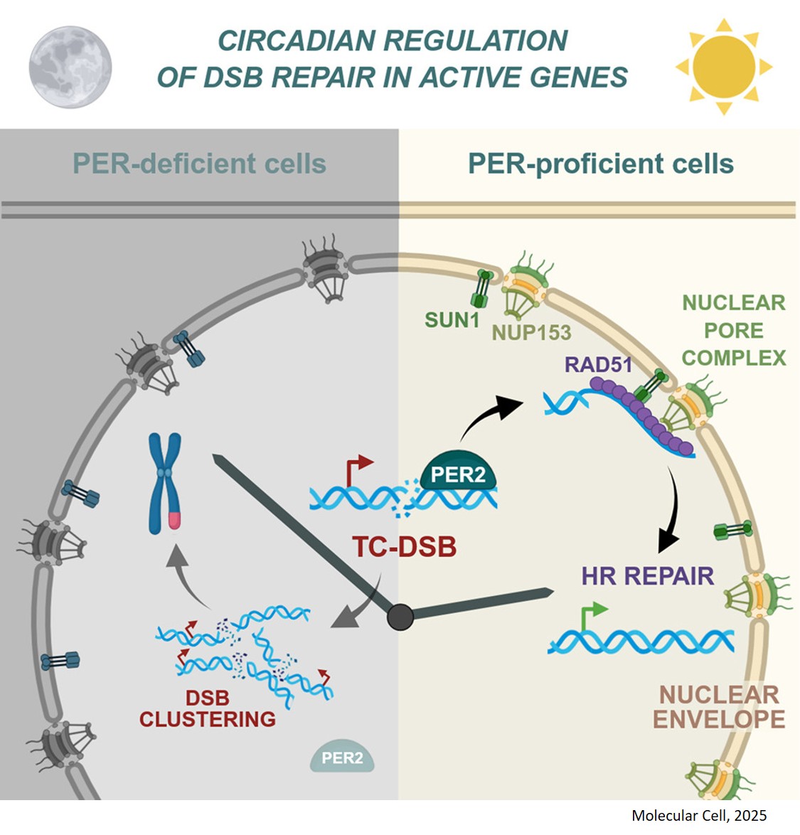 Circadian PERIOD proteins regulate TC-DSB repair through anchoring to the nuclear envelope