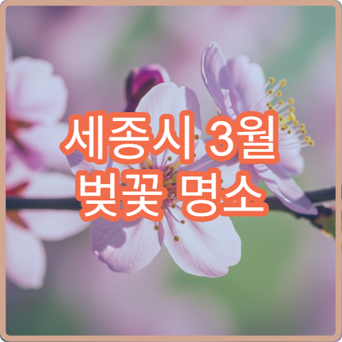 세종시 3월 벚꽃 명소 가족 동반 평일 오후 방문 가이드