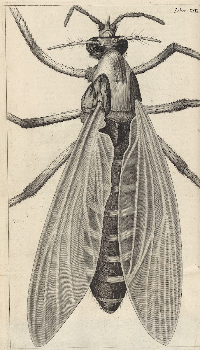 Microscopic view of a great bellyd bellied gnat or female gnat 1665