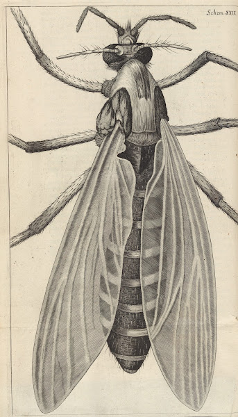 Microscopic view of a great bellyd bellied gnat or female gnat 1665
