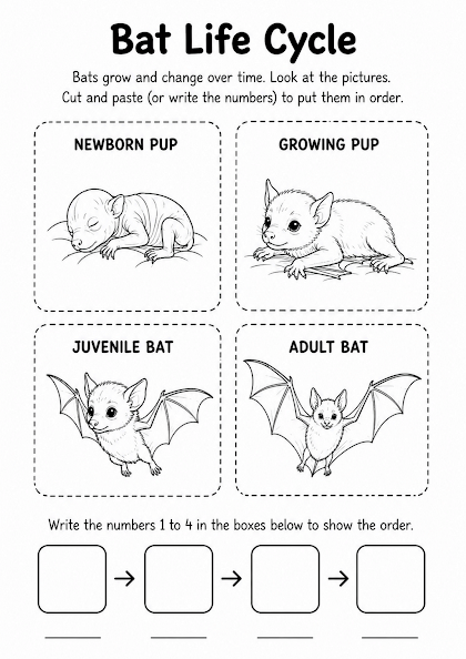 Bat Life Cycle Worksheet
