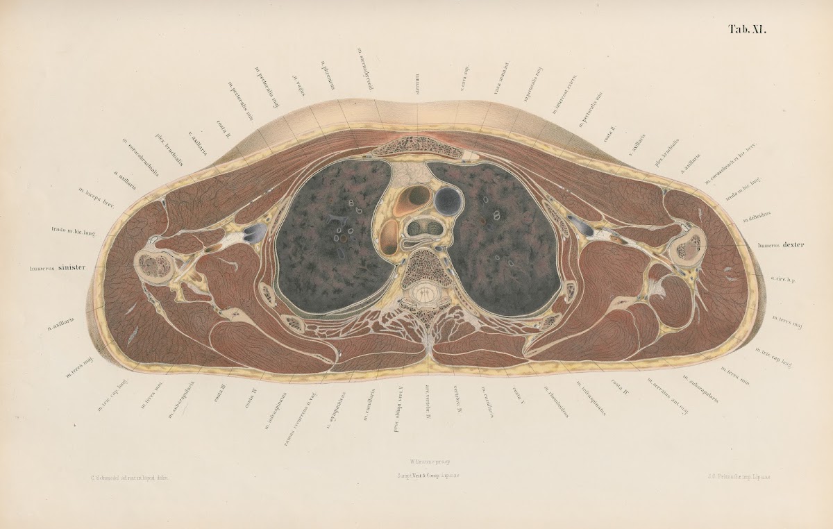 Topographisch anatomischer Atlas nach Durchschnitten an gefrornen Cadavern Pl13