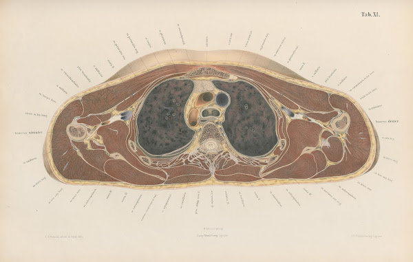 Topographisch anatomischer Atlas nach Durchschnitten an gefrornen Cadavern Pl13