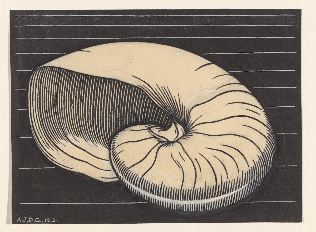 Nautilus shell 1921