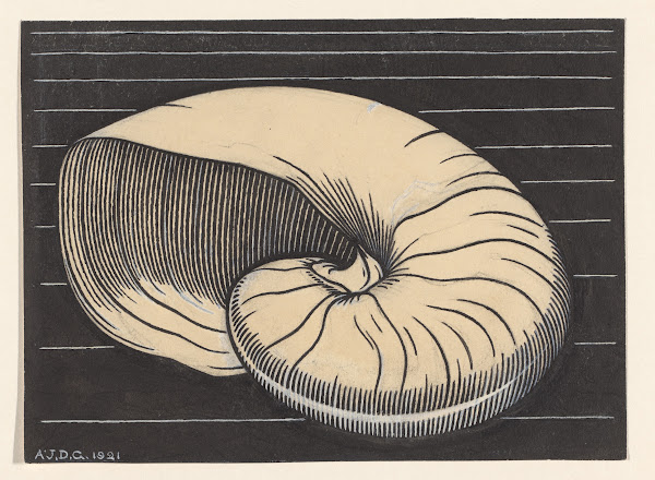 Nautilus shell 1921