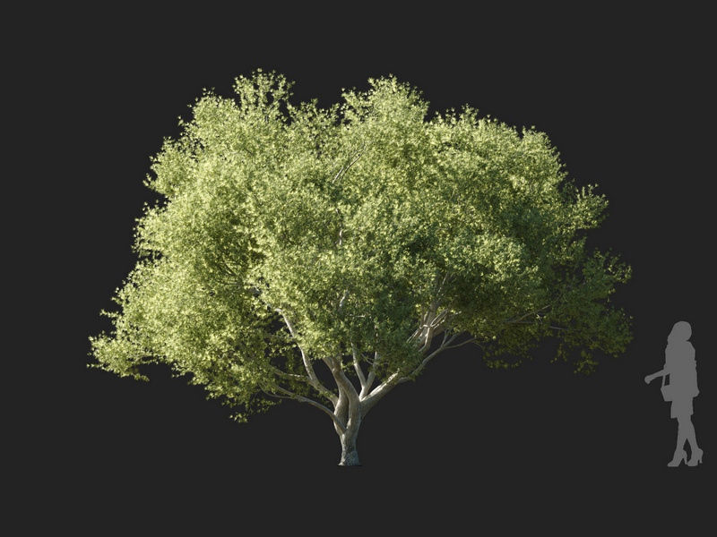 Maxtree - Plant Models Vol.127