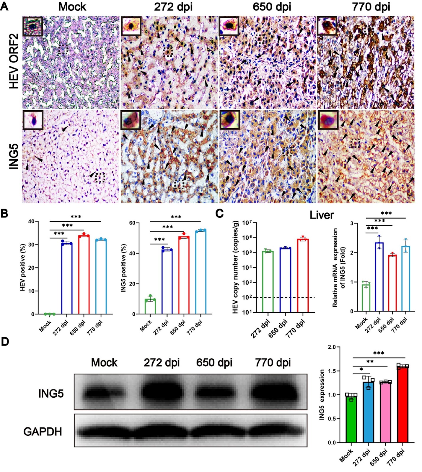 Hepatitis E virus infection upregulates ING5 expression in vitro and in vivo