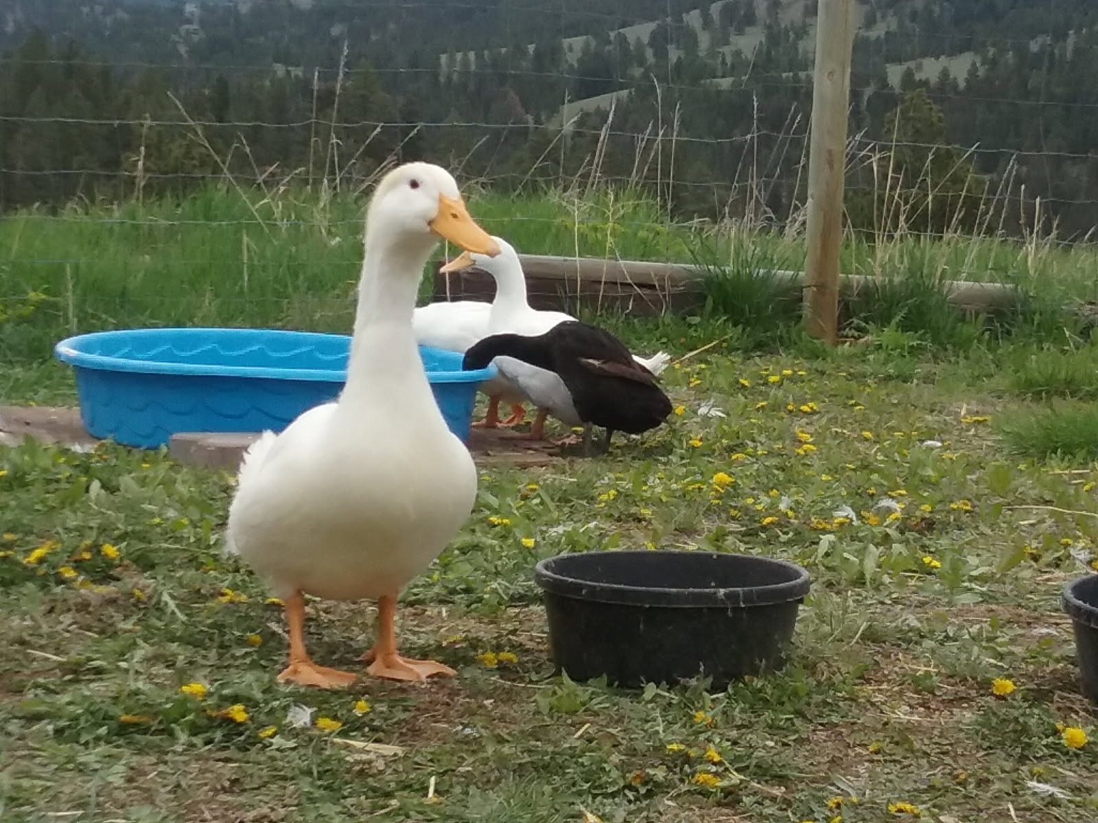 Pekin Grimaud Hybrid