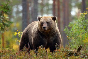 Grizzly Bear Wallpaper