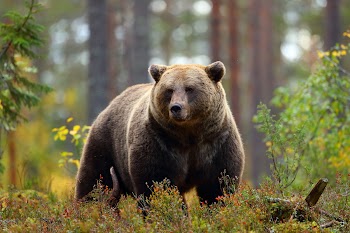 Grizzly Bear Wallpaper
