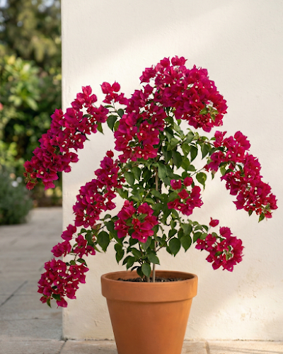 Imported Adarna Bougainvillea Plant