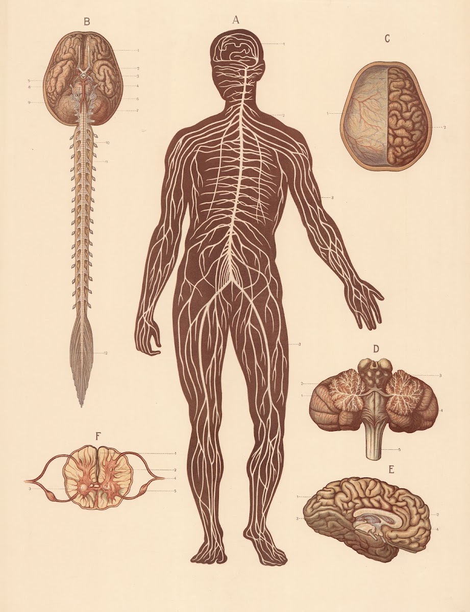 Nervous system and heart 1906