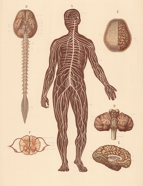 Nervous system and heart 1906