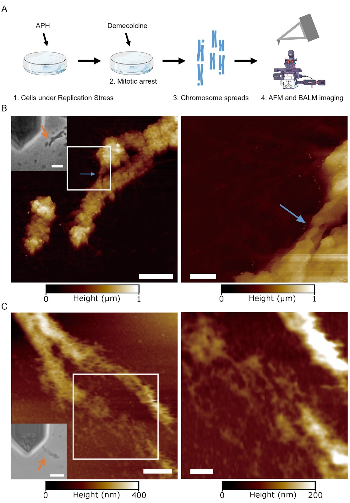 Super-resolution imaging reveals higher-order structures within common fragile sites in human mitotic chromosomes
