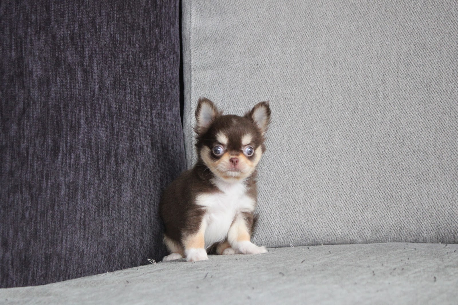 1/16出生 1號高端優質迷你長毛吉娃娃巧克力奶油四目妹妹