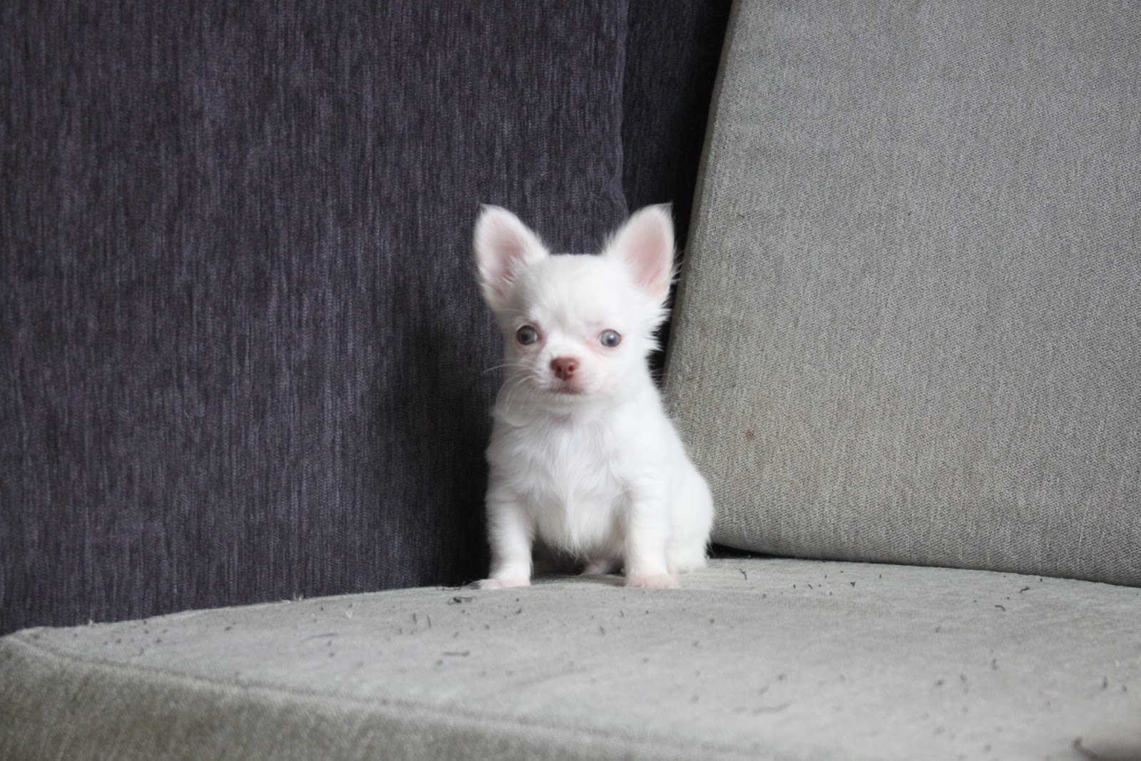 12/21出生 高端優質迷你長毛吉娃娃白色弟弟