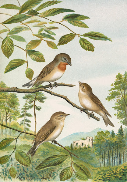 Muscicapa parva Bechst