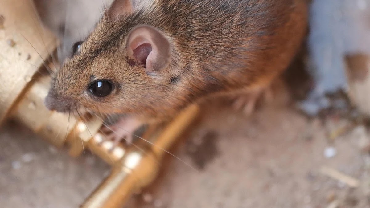공복에 물만 마셔야 하는 이유와 건강 효과